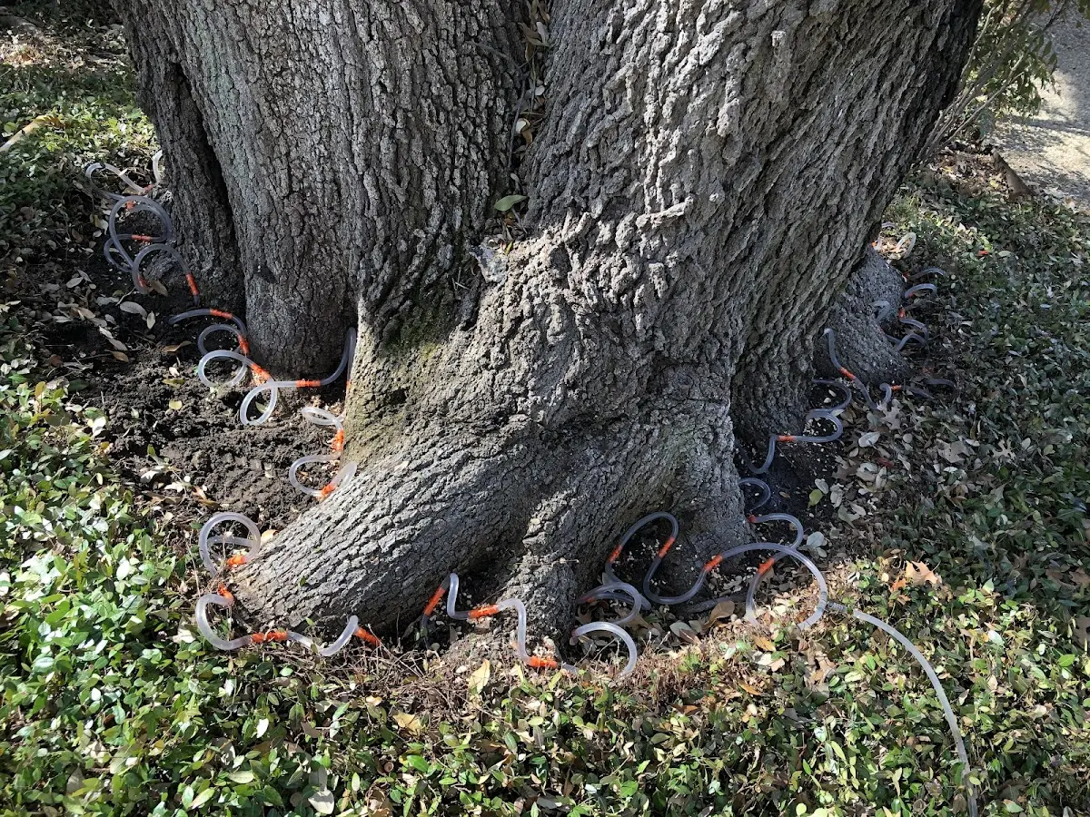 Detailed Shrub and Hedge Trimming job site in Deltaville